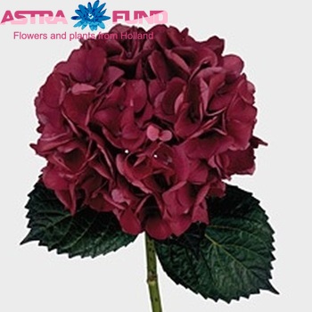 Hydrangea macrophylla Colour Fantasy fotografie