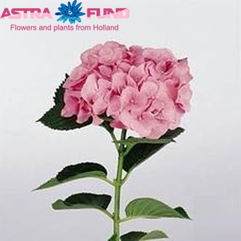 Hydrangea macrophylla 'Da Vinci' fotografie