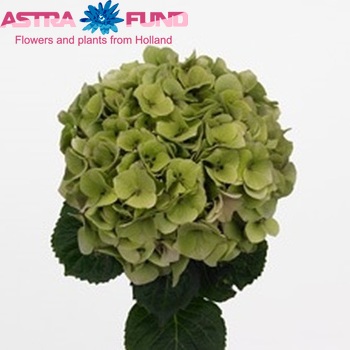 Hydrangea macrophylla 'Da Vinci' (classic) fotografie