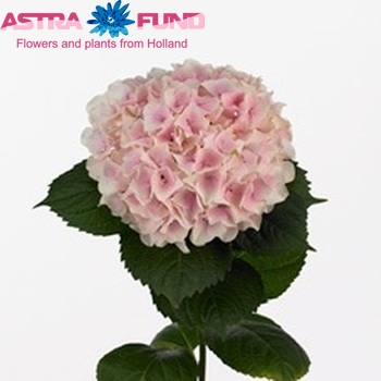 Hydrangea macrophylla 'Dolce Vita' fotografie