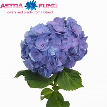 Hydrangea macrophylla 'Elbtal' (blauw) fotografie