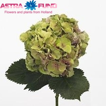 Hydrangea macrophylla 'Elbtal' (classic) fotografie