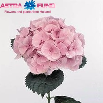 Hydrangea macrophylla 'Elbtal' (roze) fotografie