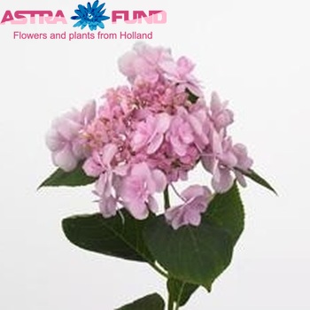 Hydrangea macrophylla 'Emotion' fotografie