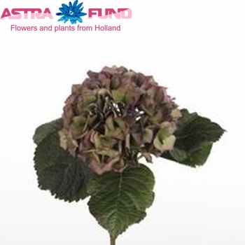 Hydrangea macrophylla 'Esmee' (classic) fotografie