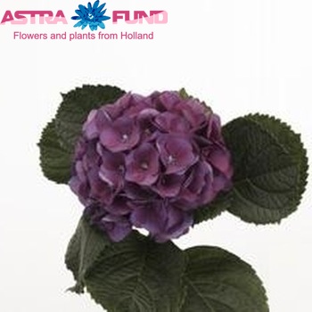 Hydrangea macrophylla 'Esmee' (paars) fotografie