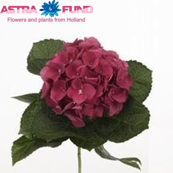 Hydrangea macrophylla 'Esmee' (rood) fotografie