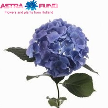 Hydrangea macrophylla 'Europa' fotografie