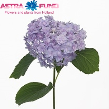 Hydrangea macrophylla Expression (blauw) fotografie