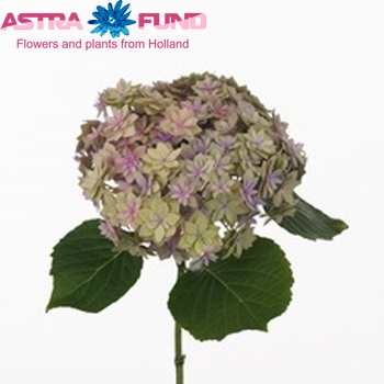 Hydrangea macrophylla Expression (classic) fotografie