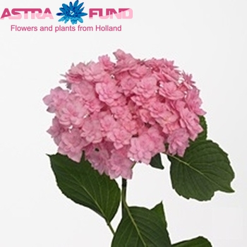 Hydrangea macrophylla Expression (roze) fotografie