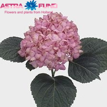 Hydrangea macrophylla 'Fantasia' (roze) fotografie