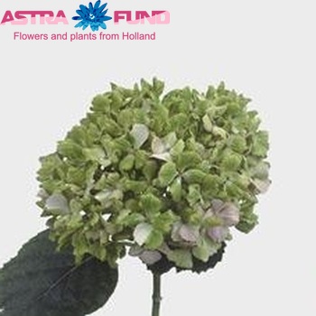 Hydrangea macrophylla 'Fantasia' (roze-groen) fotografie