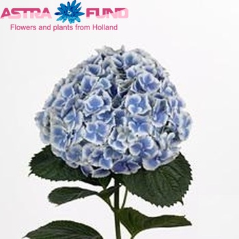 Hydrangea macrophylla 'Frau Mariko' fotografie
