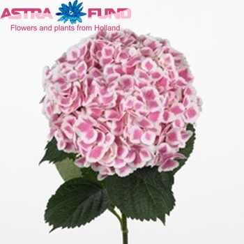 Hydrangea macrophylla 'Frau Sachiko' fotografie