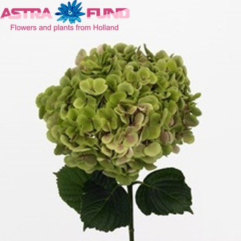 Hydrangea macrophylla 'Frau Sachiko' (classic) fotografie