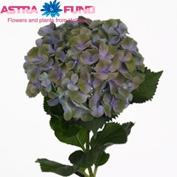 Hydrangea macrophylla Gemini (blauw) fotografie