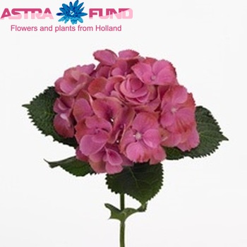 Hydrangea macrophylla Gemini (roze) fotografie