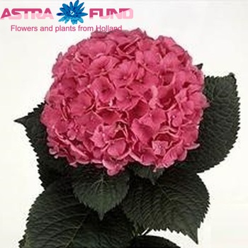 Hydrangea macrophylla Glowing Alps fotografie