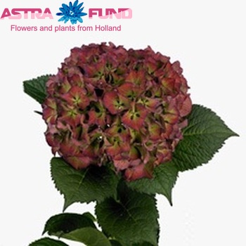 Hydrangea macrophylla Glowing Alps (classic) fotografie