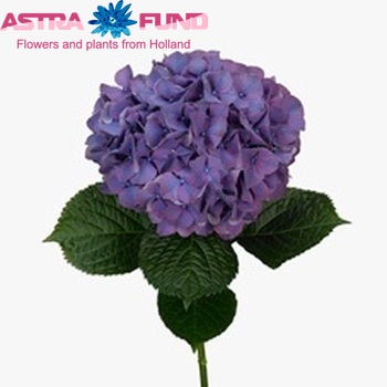 Hydrangea macrophylla Glowing Alps (paars) fotografie