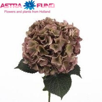 Hydrangea macrophylla 'Glowing Embers' (classic) fotografie