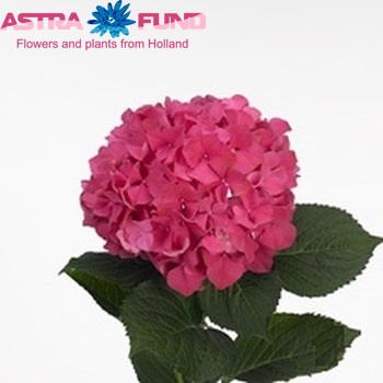 Hydrangea macrophylla 'Glowing Embers' (roze) fotografie