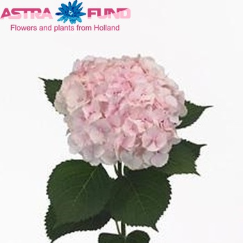 Hydrangea macrophylla 'Goudreinet' fotografie