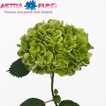 Hydrangea macrophylla 'Goudreinet' (classic) fotografie