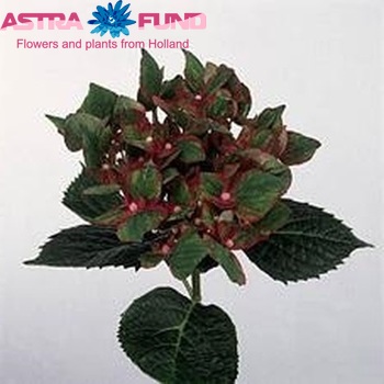 Hydrangea macrophylla 'Green Star' fotografie