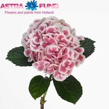 Hydrangea macrophylla 'Harlekijn' fotografie