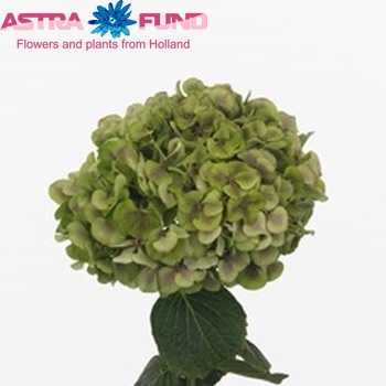 Hydrangea macrophylla 'Harlekijn' (classic) fotografie