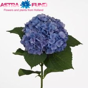 Hydrangea macrophylla 'Hilde Moorhof' fotografie