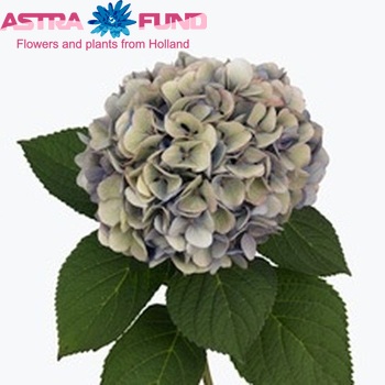 Hydrangea macrophylla 'Hilde Moorhof' (classic) fotografie