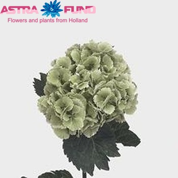 Hydrangea macrophylla 'Lolly Pop' (classic) fotografie