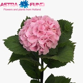 Hydrangea macrophylla 'Lolly Pop' (roze) fotografie