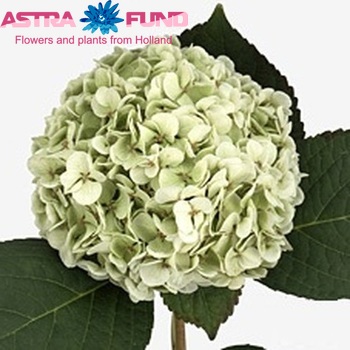 Hydrangea macrophylla 'Madame Emile Moulliere' (classic groen) fotografie
