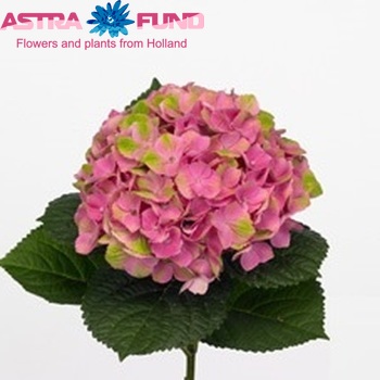Hydrangea macrophylla Magical Amethyst fotografie