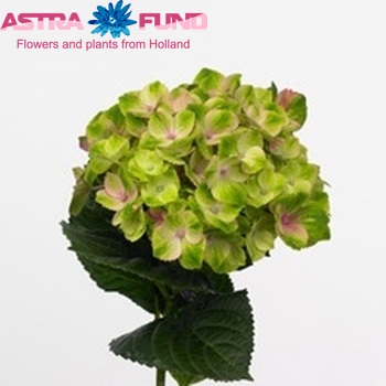 Hydrangea macrophylla Magical Amethyst (classic) fotografie