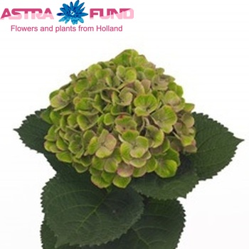 Hydrangea macrophylla Magical Amethyst (groen) fotografie