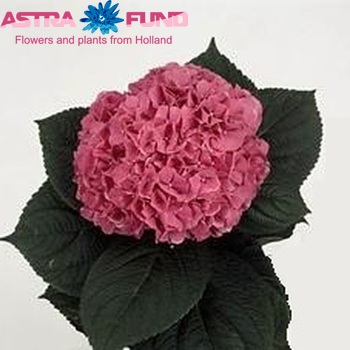 Hydrangea macrophylla Magical Brilliant fotografie