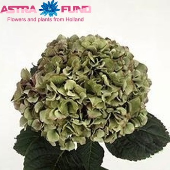 Hydrangea macrophylla Magical Brilliant (classic) fotografie