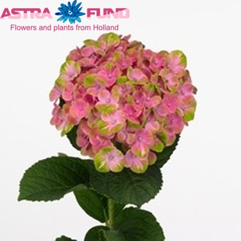 Hydrangea macrophylla Magical Coral fotografie