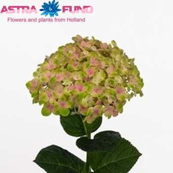 Hydrangea macrophylla Magical Coral (classic) fotografie