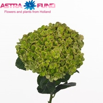 Hydrangea macrophylla Magical Coral (groen) fotografie
