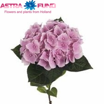 Hydrangea macrophylla Magical Crystal fotografie