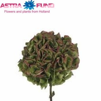 Hydrangea macrophylla Magical Crystal (classic) fotografie