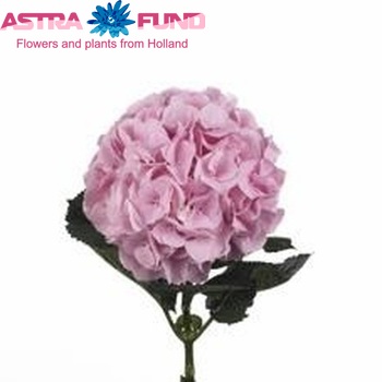 Hydrangea macrophylla Magical Danique fotografie