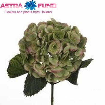 Hydrangea macrophylla Magical Danique (classic) fotografie
