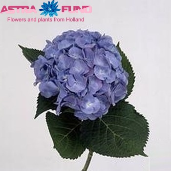 Hydrangea macrophylla Magical Diamond (blauw) fotografie